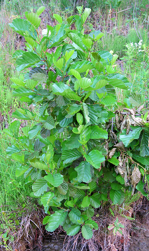 Изображение особи Alnus glutinosa.