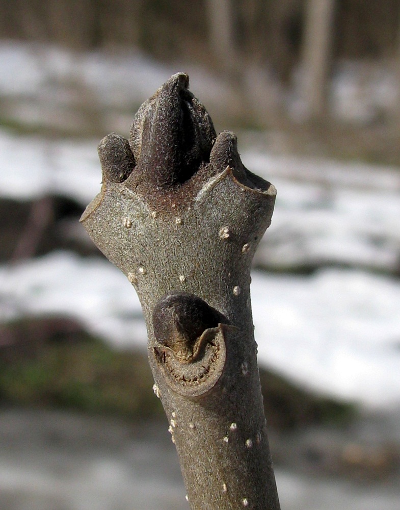 Image of Fraxinus excelsior specimen.