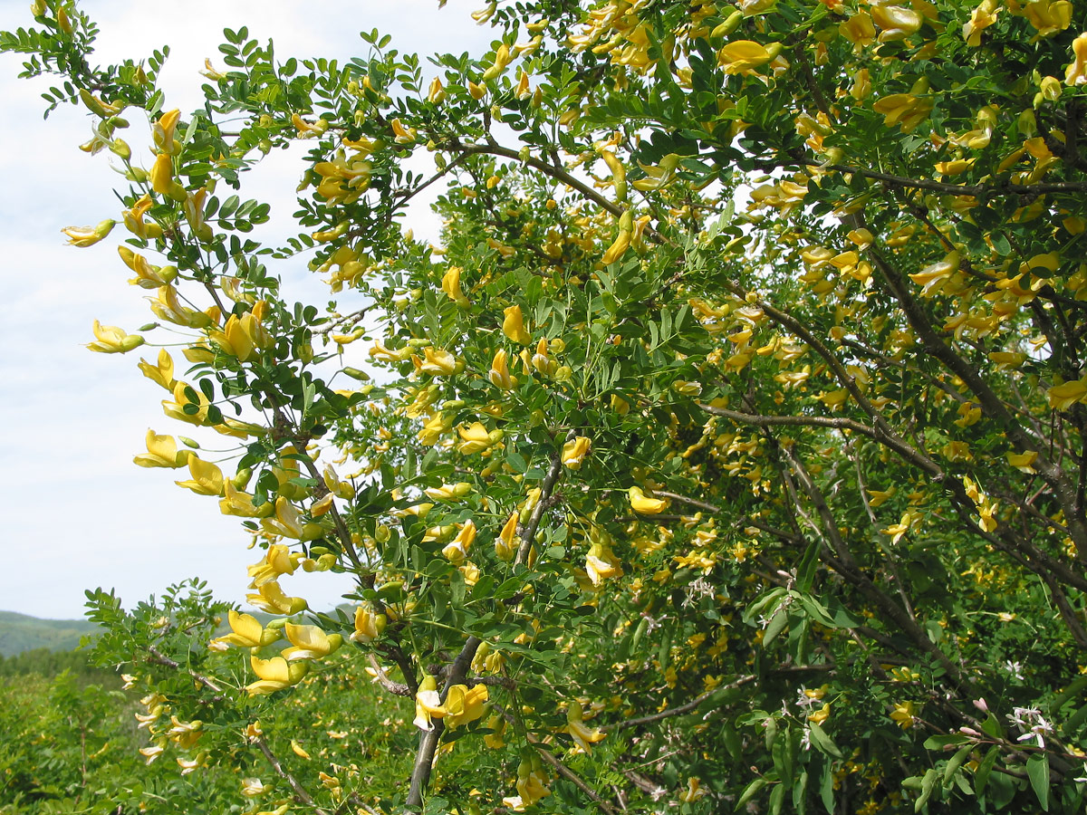 Image of Caragana arborescens specimen.