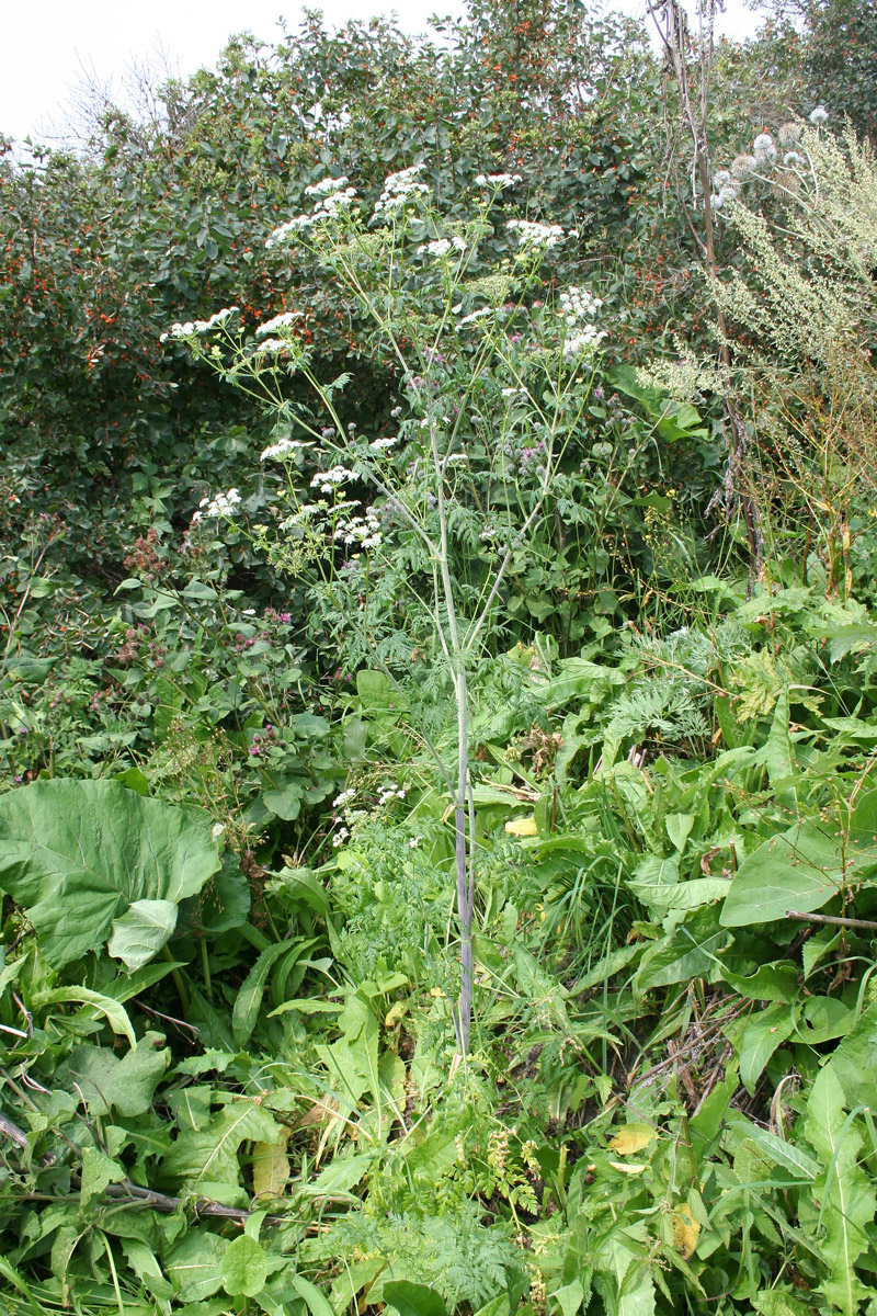 Image of Conium maculatum specimen.