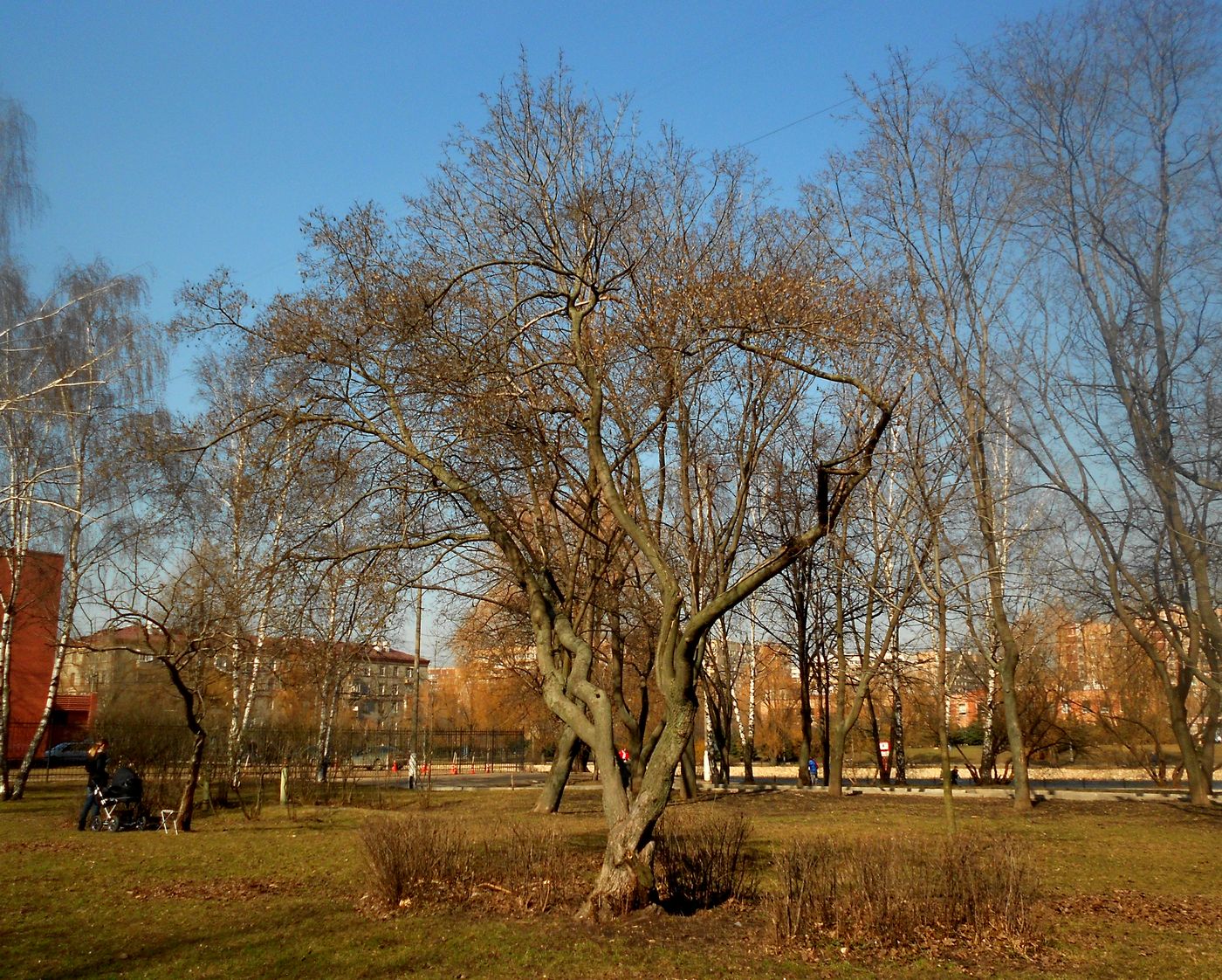 Image of genus Acer specimen.