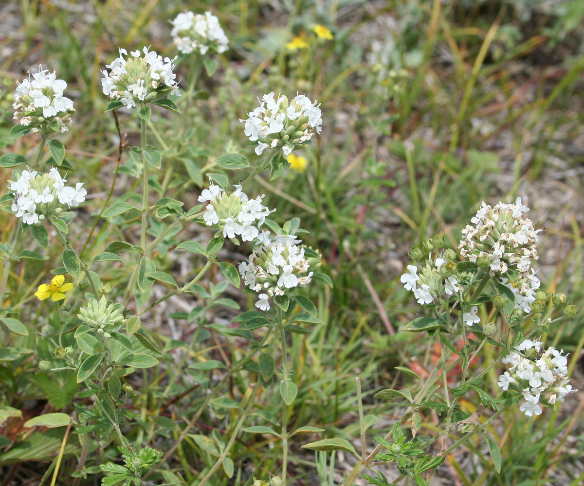 Изображение особи Ziziphora clinopodioides.