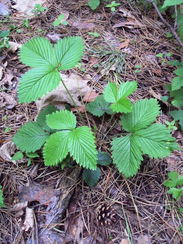 Изображение особи Fragaria vesca.