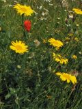Glebionis segetum. Цветущее растение на газоне. Нидерланды, Гронинген, городской газон. Июнь 2007 г.