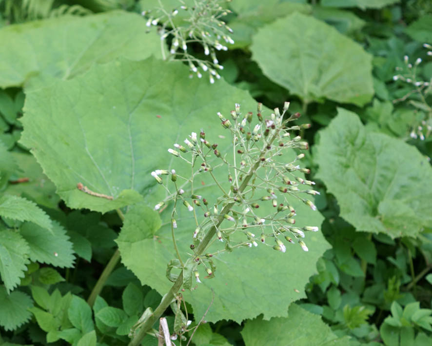 Image of Petasites albus specimen.