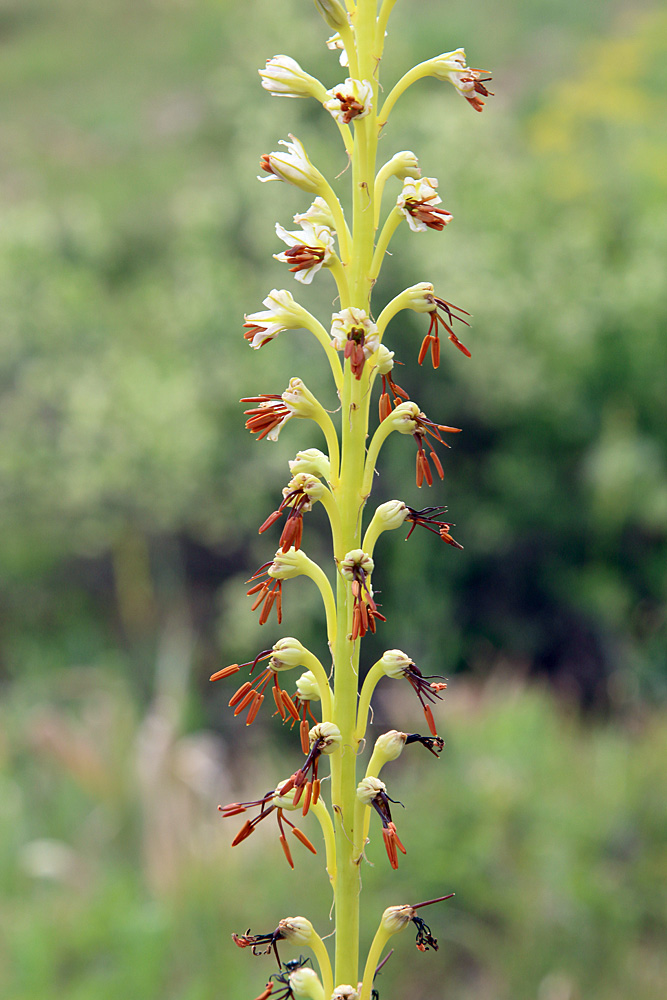 Image of Eremurus turkestanicus specimen.