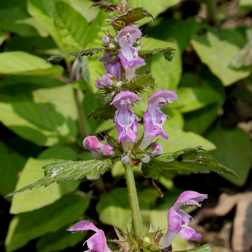 Изображение особи Lamium maculatum.