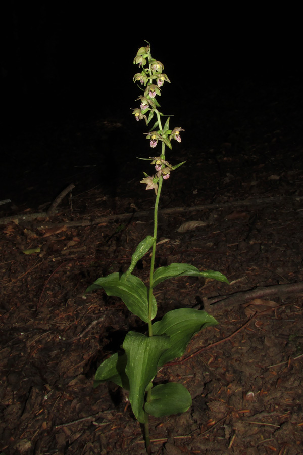 Image of Epipactis helleborine specimen.