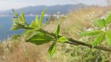 Rubus sanctus. Верхушка молодого однолетнего побега. Краснодарский край, м/о г. Геленджик, окр. пос. Кабардинка, гора Дооб, приморский скалистый склон. 27.07.2014.