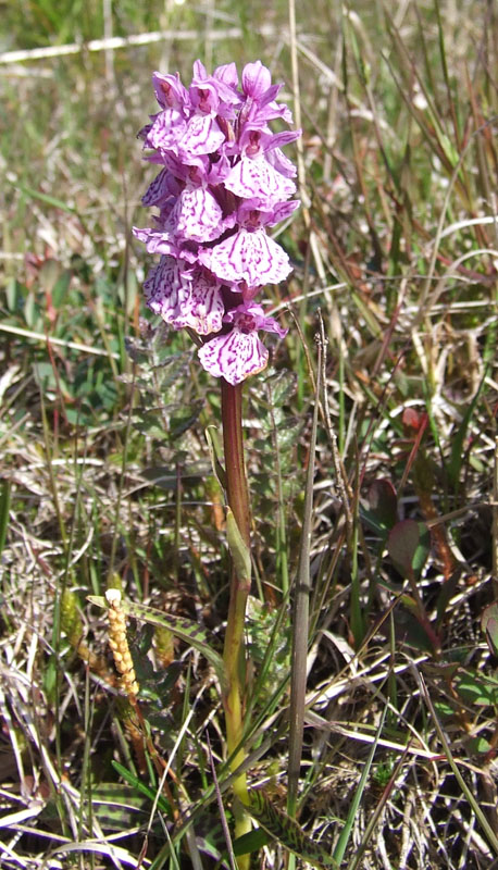 Image of Dactylorhiza psychrophila specimen.