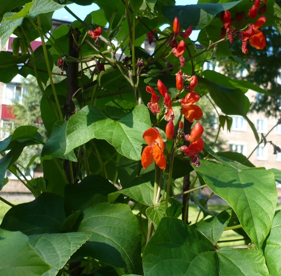 Image of Phaseolus coccineus specimen.