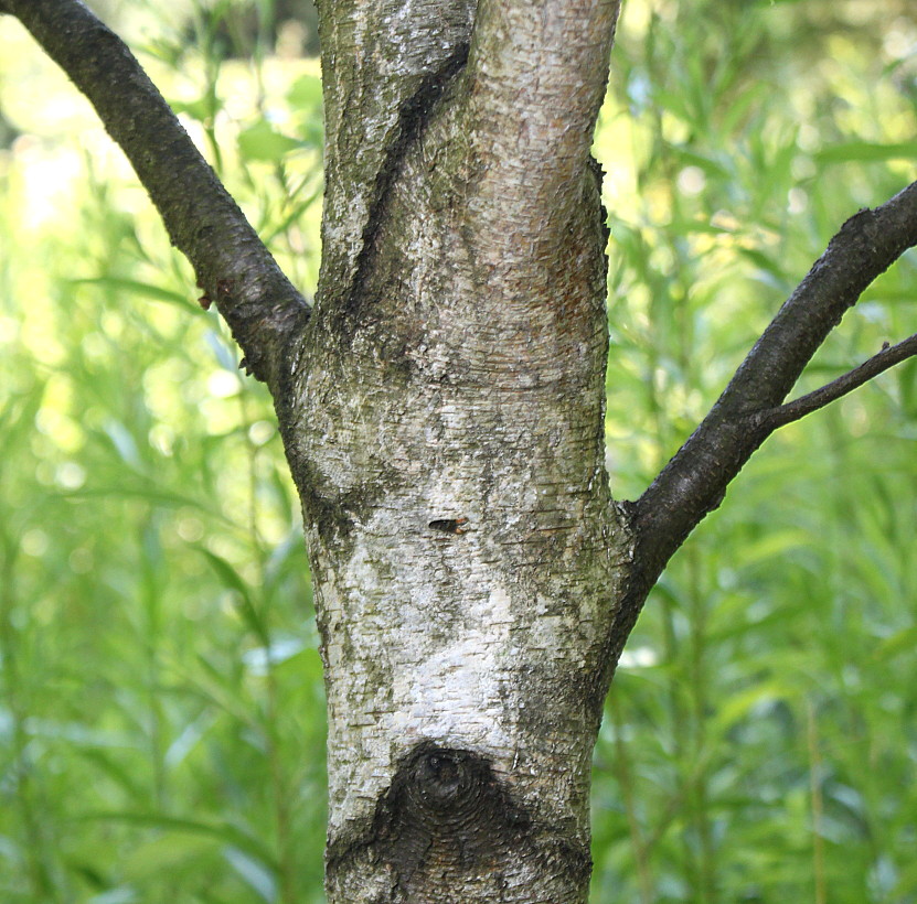 Image of Betula populifolia specimen.