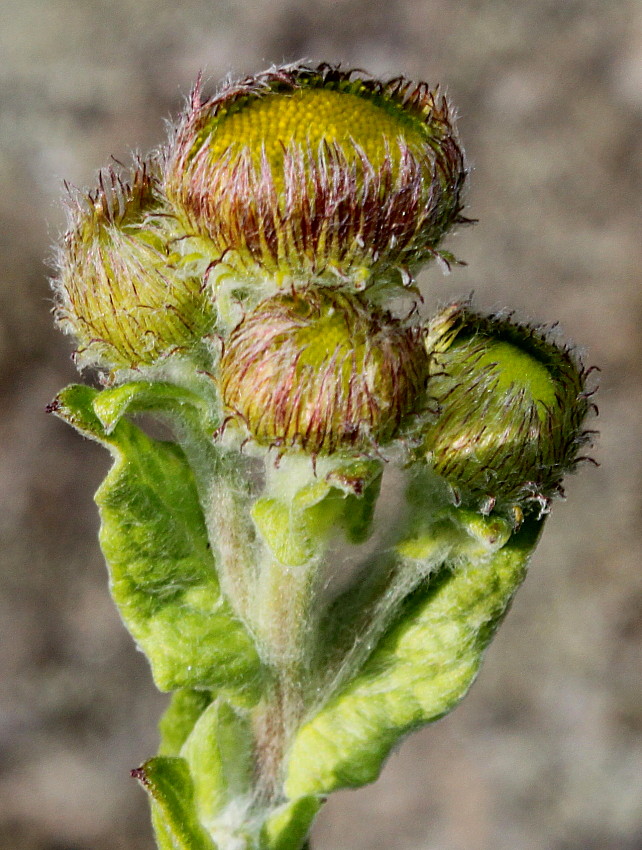 Image of Pulicaria dysenterica specimen.