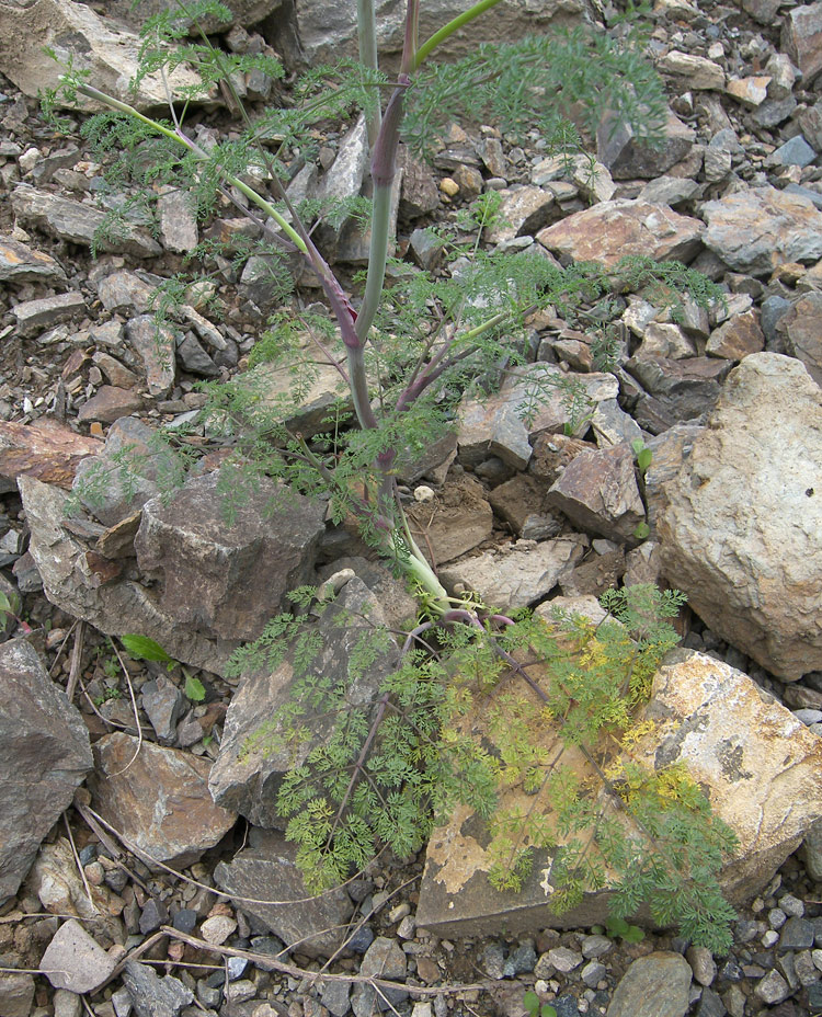 Image of familia Apiaceae specimen.