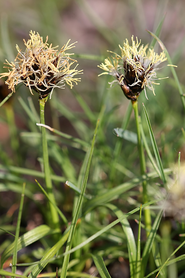 Image of Carex pachystylis specimen.