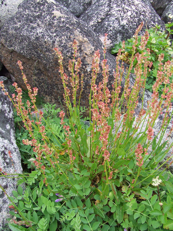 Image of Rumex acetosa specimen.