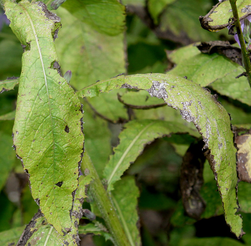 Image of Cicerbita pancicii specimen.