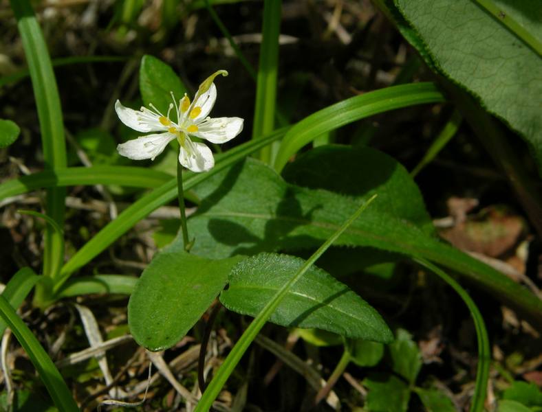 Image of Coptis trifolia specimen.