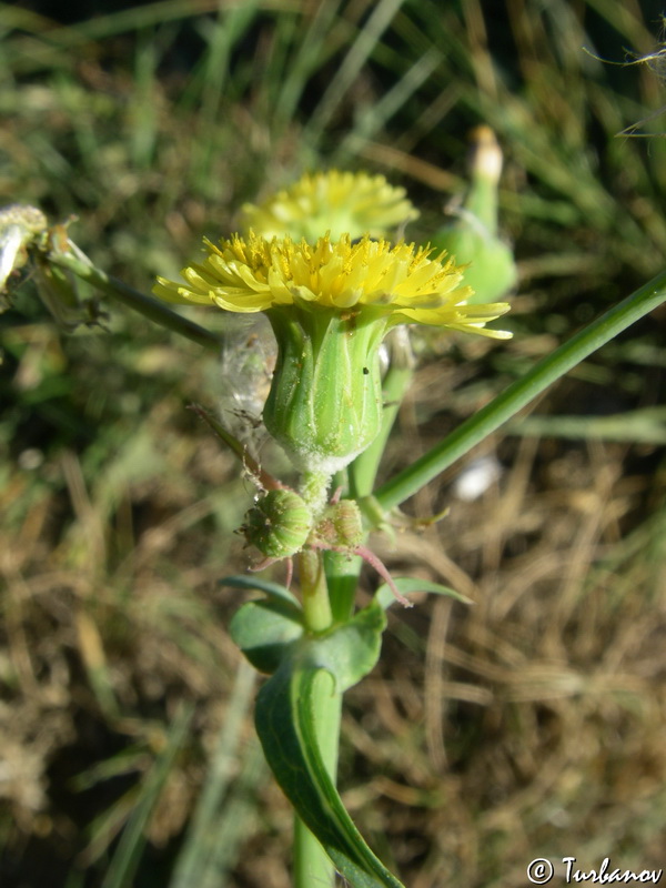 Image of Sonchus oleraceus specimen.