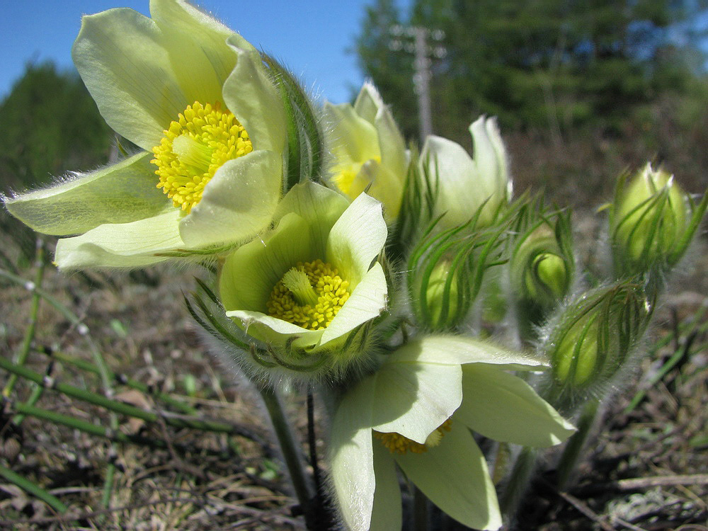 Image of Pulsatilla patens specimen.