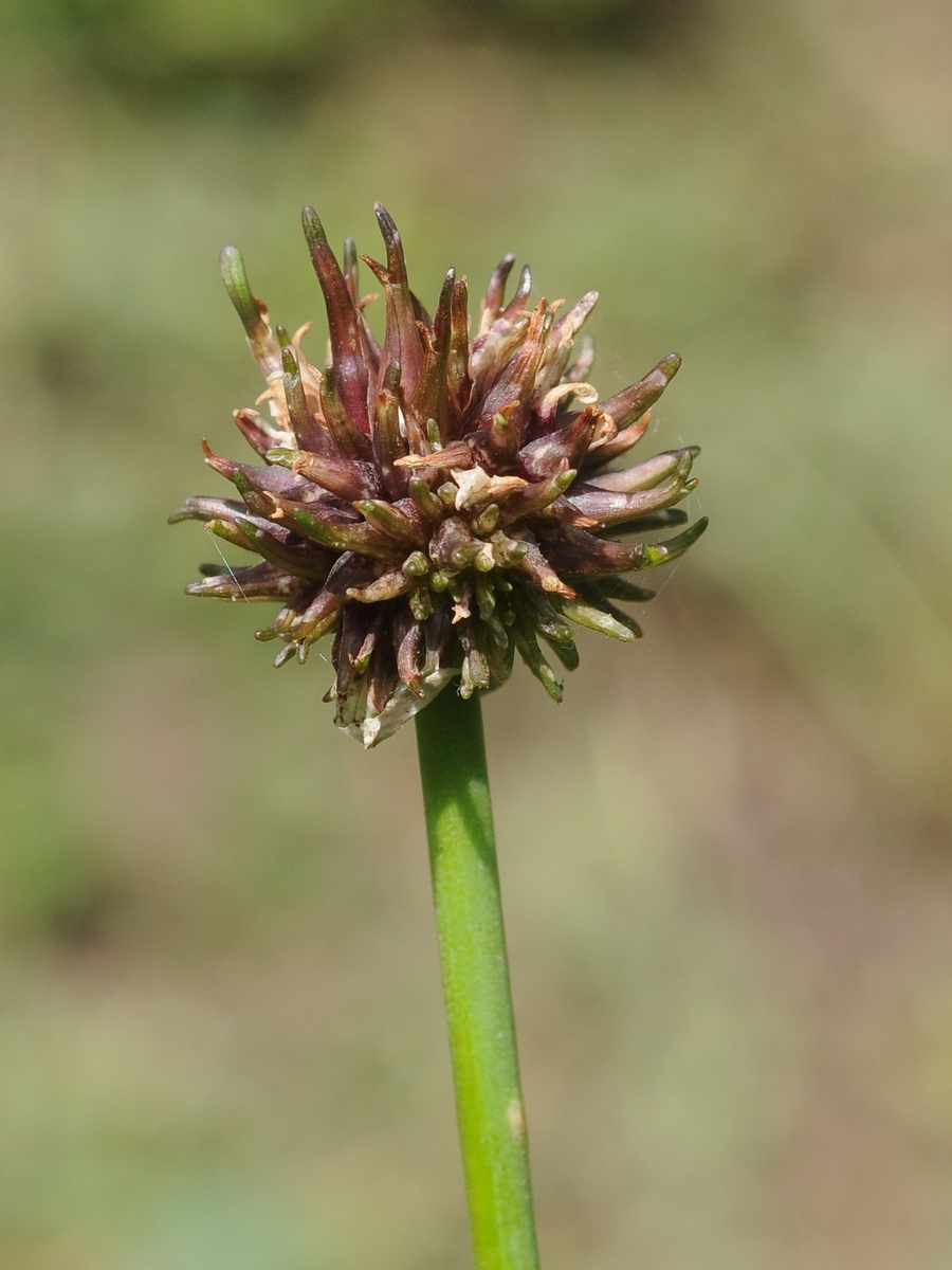 Image of Allium carolinianum specimen.