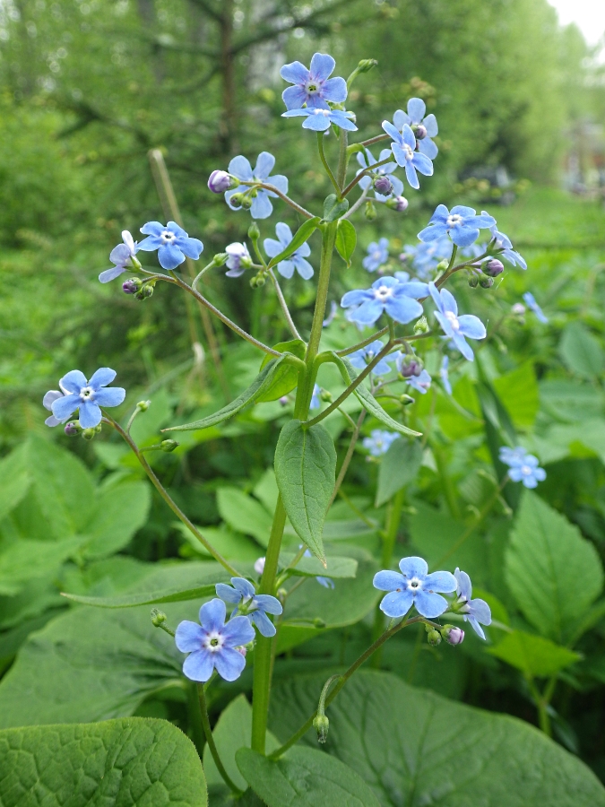 Изображение особи Brunnera sibirica.