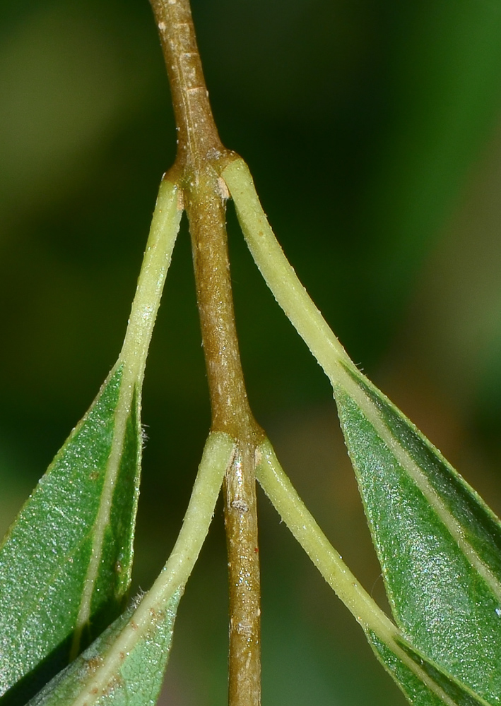 Image of Cordia sinensis specimen.