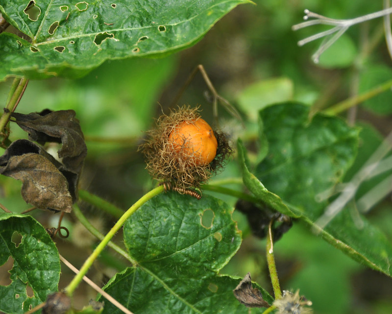 Изображение особи Passiflora foetida.