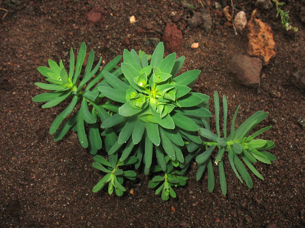 Изображение особи Euphorbia segetalis.