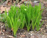 Hyacinthus orientalis. Растения в начале вегетации. Черноморское побережье Кавказа, г. Новороссийск, в культуре. 22 января 2016 г.