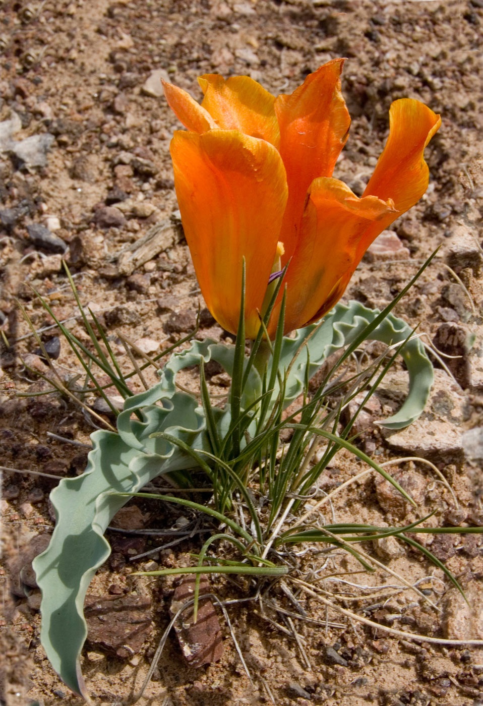 Image of Tulipa behmiana specimen.