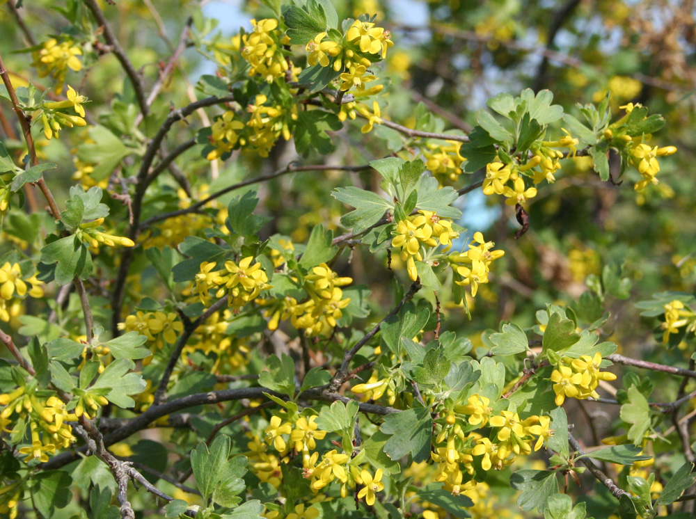 Image of Ribes aureum specimen.