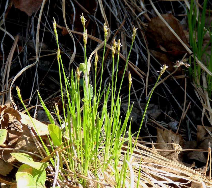 Изображение особи род Carex.