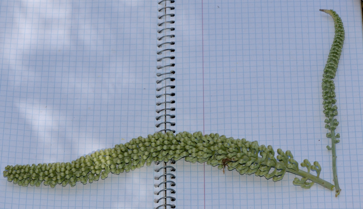 Image of Hakea chordophylla specimen.