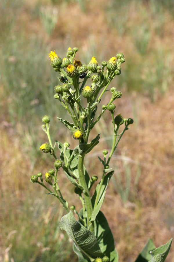 Image of Inula macrophylla specimen.