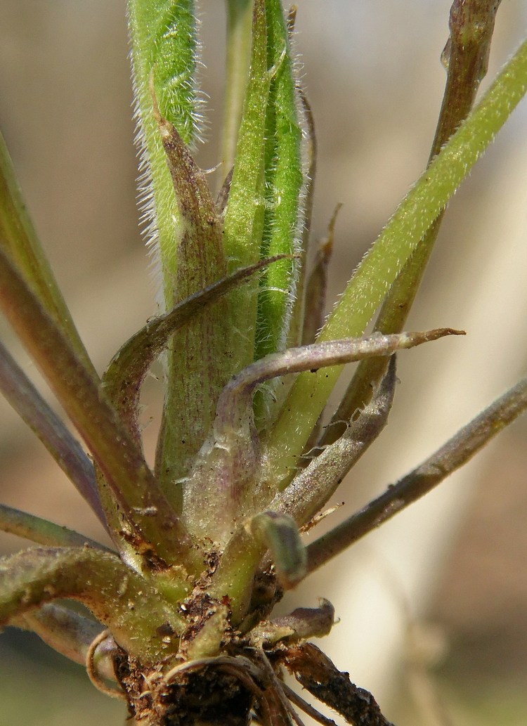 Image of Viola suavis specimen.