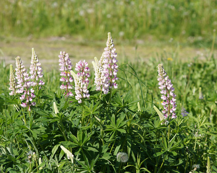 Image of Lupinus &times; regalis specimen.