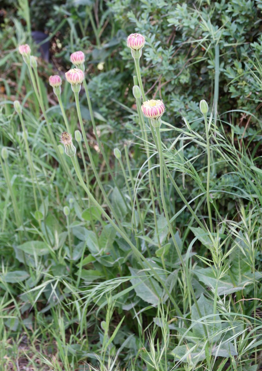 Image of Urospermum dalechampii specimen.