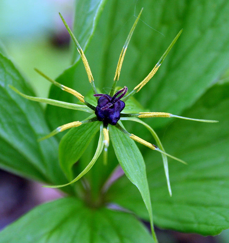 Image of Paris quadrifolia specimen.