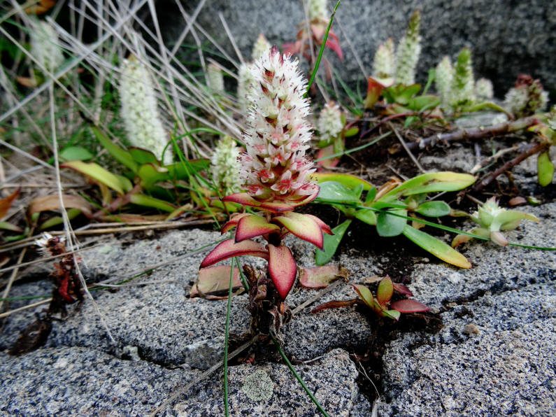 Image of Orostachys maximowiczii specimen.