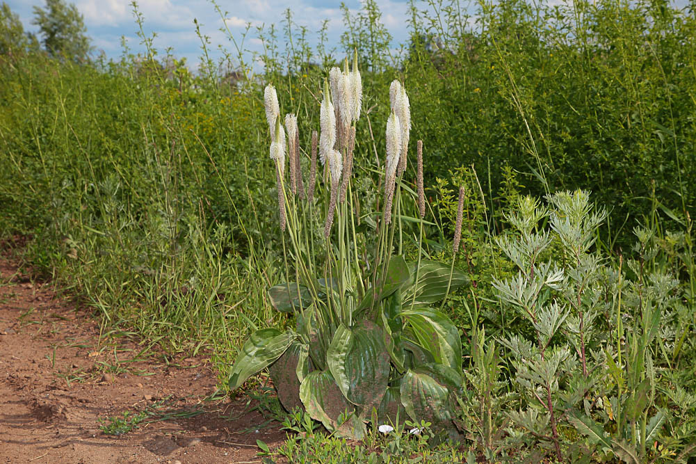 Image of Plantago maxima specimen.