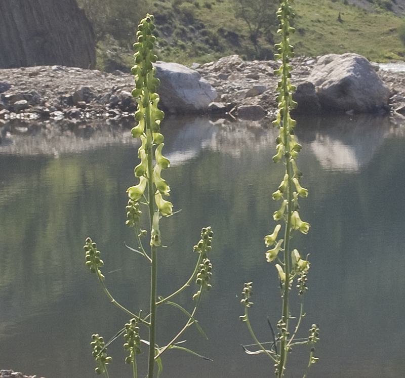 Image of Aconitum barbatum specimen.