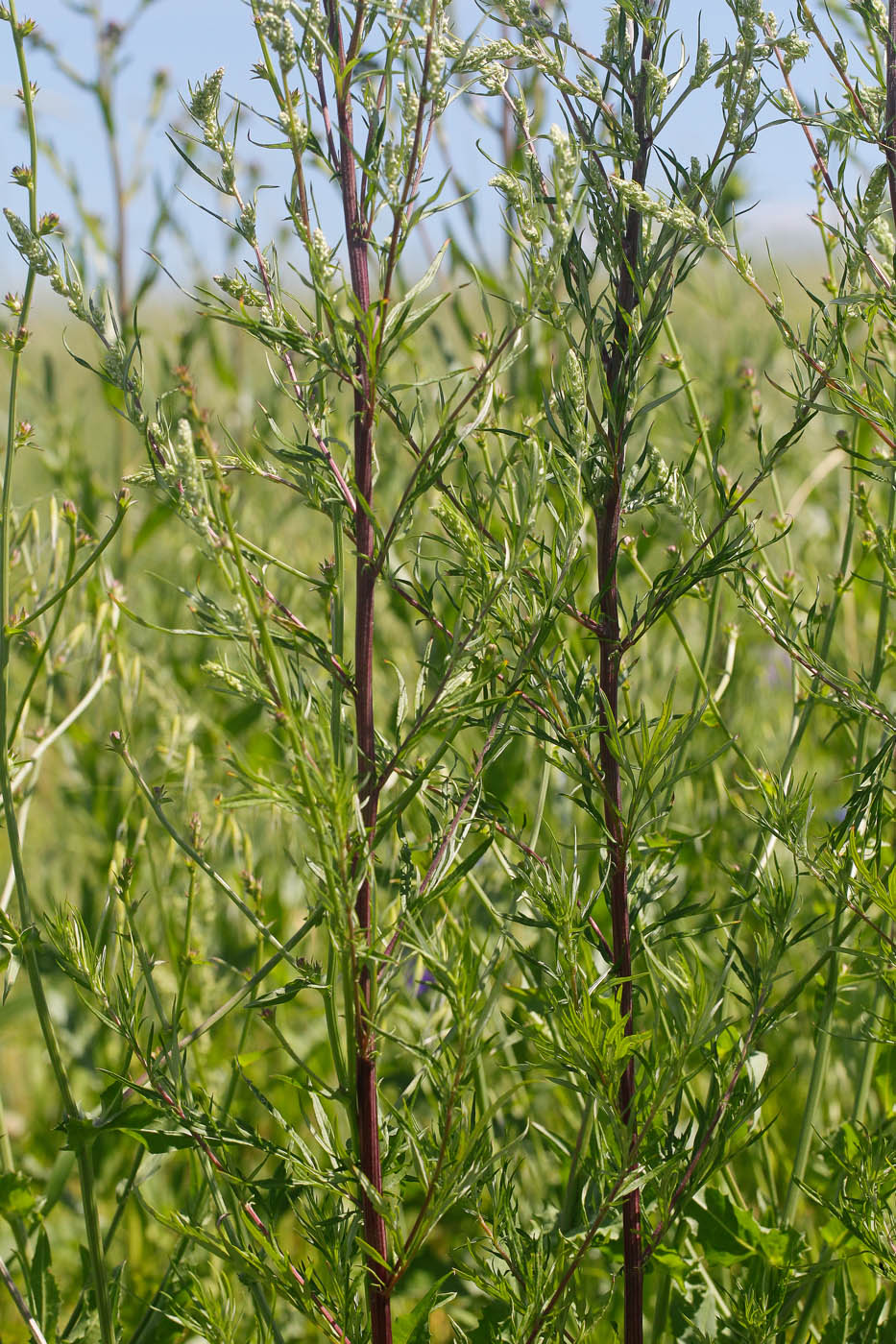 Image of Artemisia vulgaris specimen.