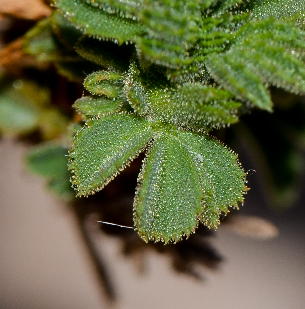 Image of Ononis hesperia specimen.