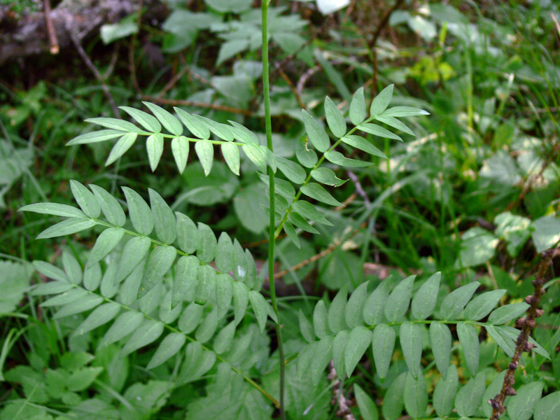 Image of Polemonium caeruleum specimen.