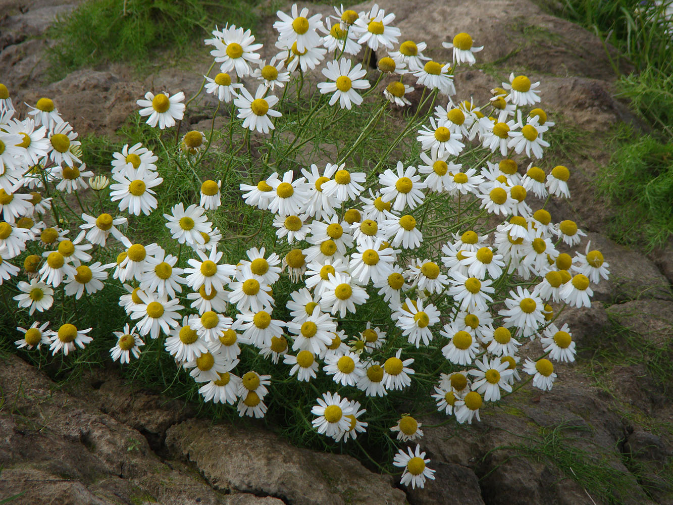 Image of Tripleurospermum hookeri specimen.