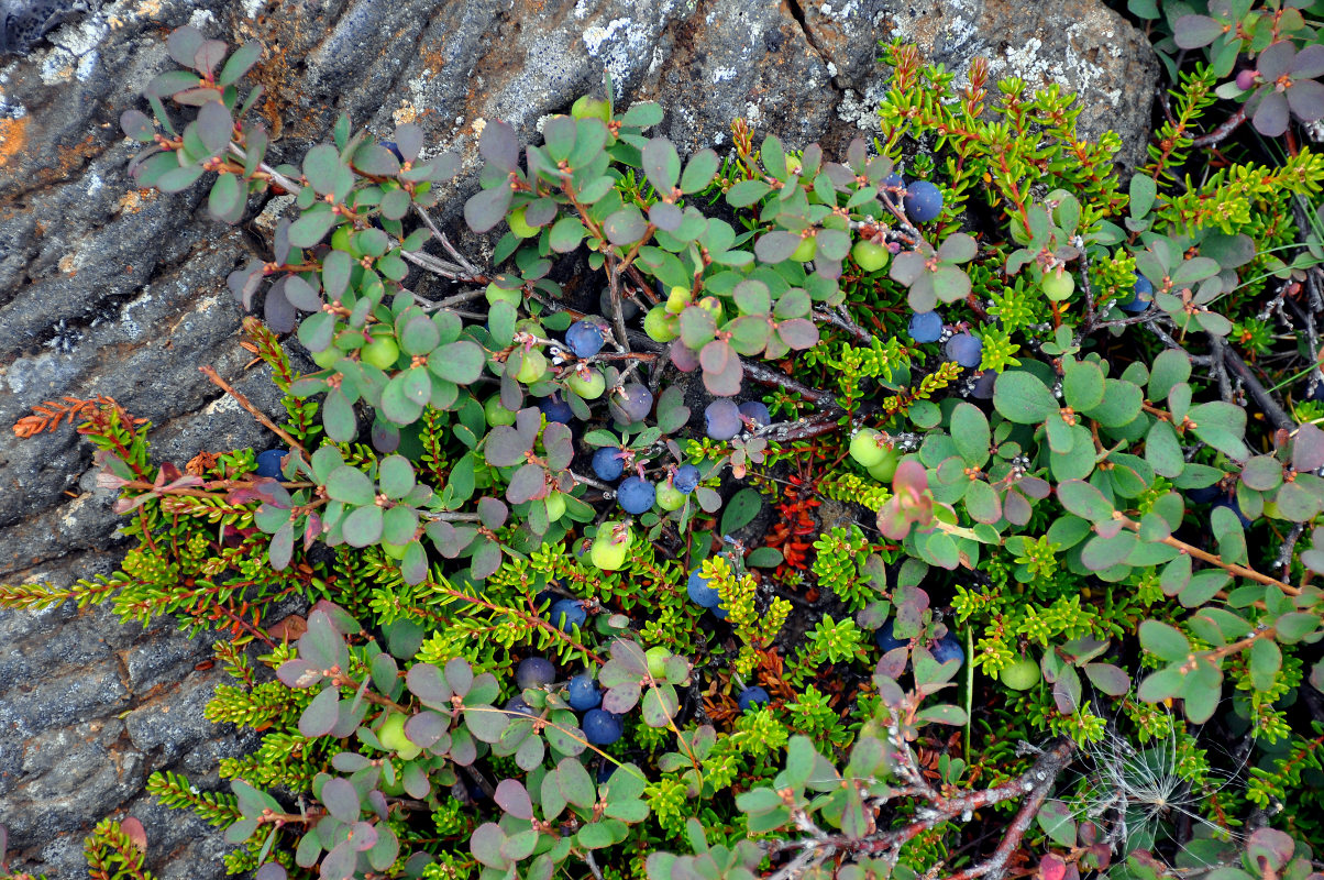 Image of Vaccinium uliginosum specimen.