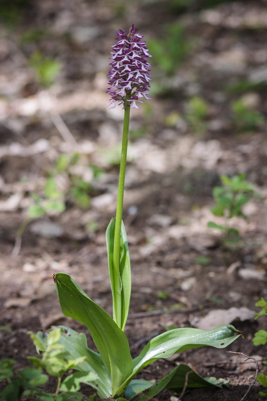 Image of Orchis purpurea ssp. caucasica specimen.