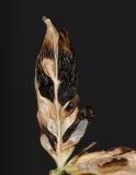 Agapanthus africanus. Створка плода с семенами. Израиль, Шарон, г. Герцлия, клумба. 19.09.2016.