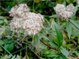 Eupatorium cannabinum. Верхушка отцветшего растения. Украина, Ивано-Франковская обл., Болеховский горсовет, Поляницкий региональный ландшафтный парк, ур.\"Граница\", опушка буково-пихтового леса. 08.10.2016.